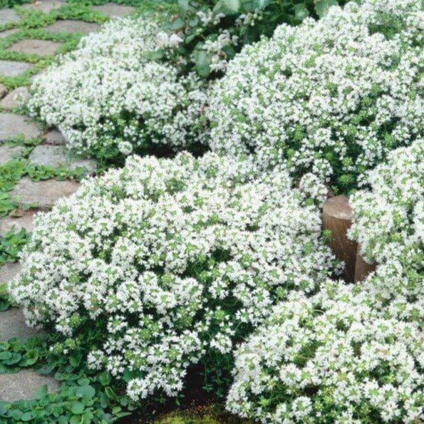 Thymus praecox : WHITE Perene Superbe