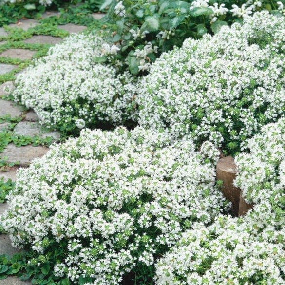 Thymus praecox : WHITE Perene Superbe
