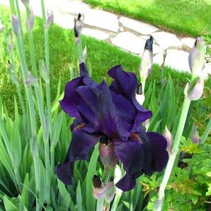 Iris germanica : BLACK DRAGON Perene Superbe