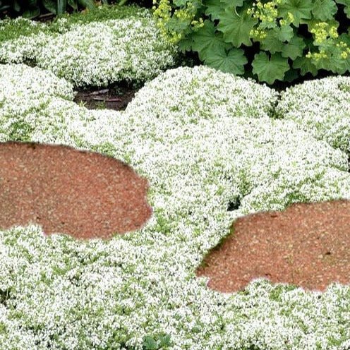 Thymus praecox : WHITE Perene Superbe