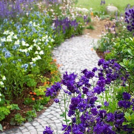 Aquilegia vulgaris : BLUE BARLOW Perene Superbe