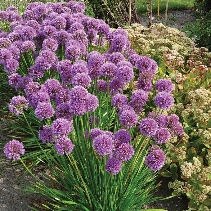 Allium hybrid : MILLENIUM Perene Superbe