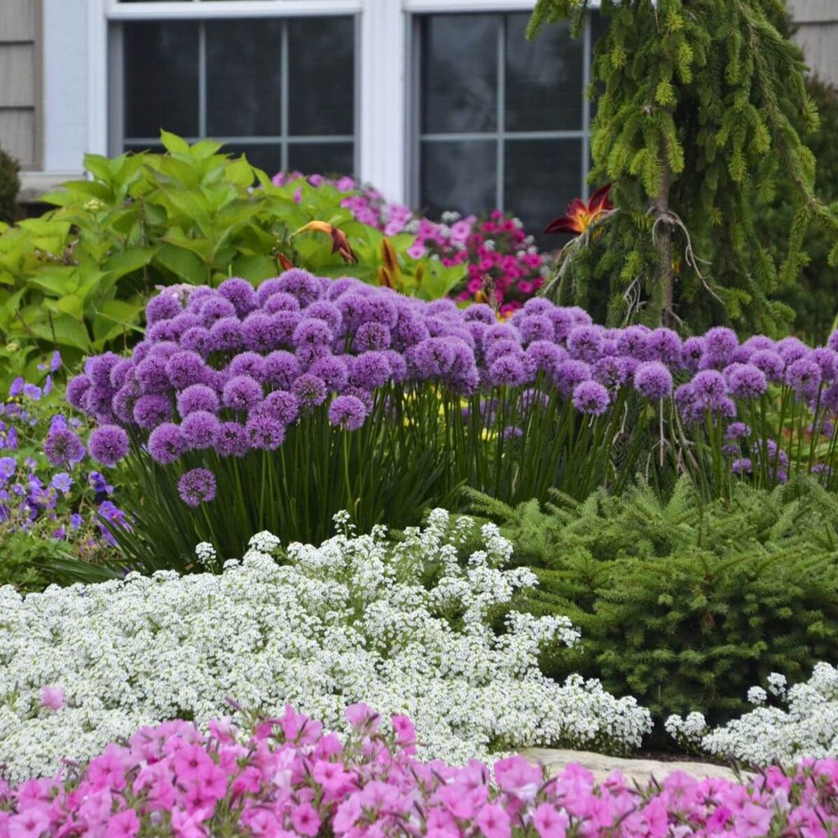 Allium hybrid : MILLENIUM Perene Superbe