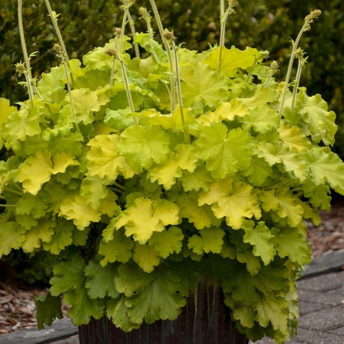 Heuchera : LEMON LOVE Perene Superbe