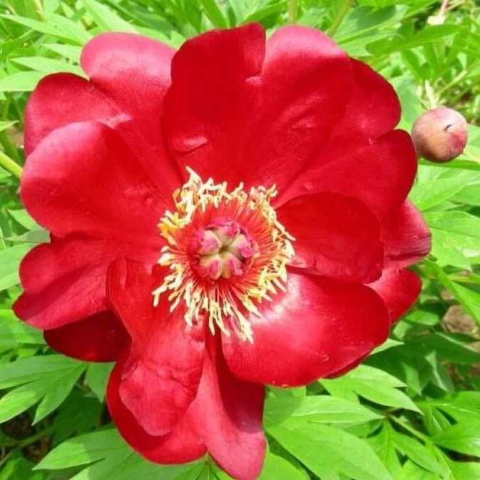 Paeonia itoh : SCARLET HEAVEN Perene Superbe