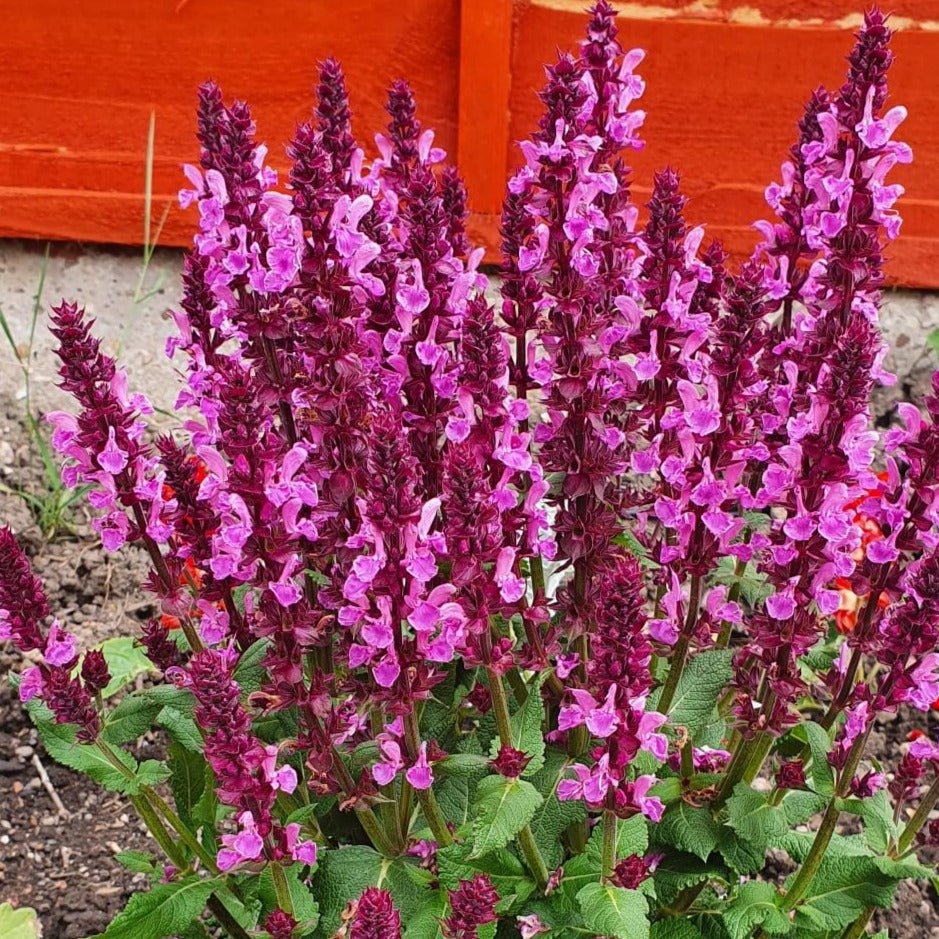 Salvia nemorosa : MARVEL ROSE Perene Superbe