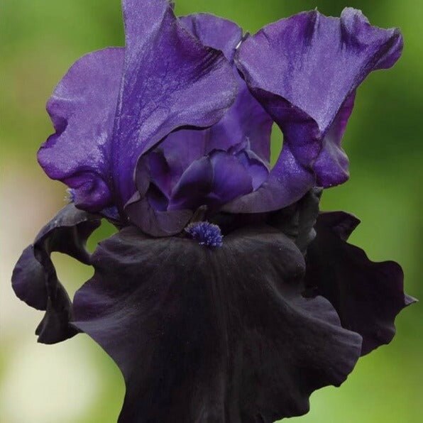 Iris germanica : BLACK DRAGON Perene Superbe