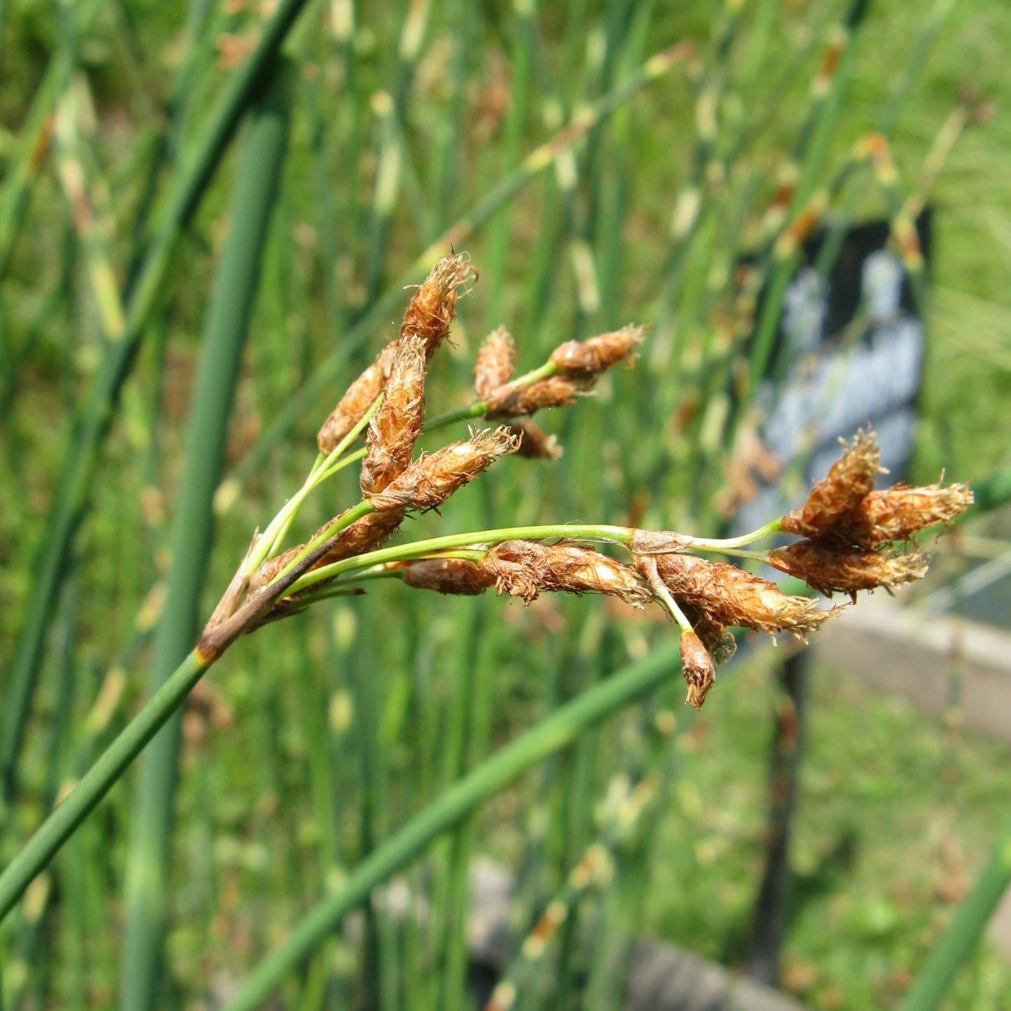 Scirpus tabernaemontani : MOSES FIRE Perene Superbe
