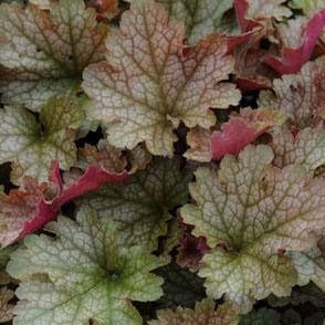 Heuchera : VILLOSA CARNIVAL FALL FESTIVAL Perene Superbe