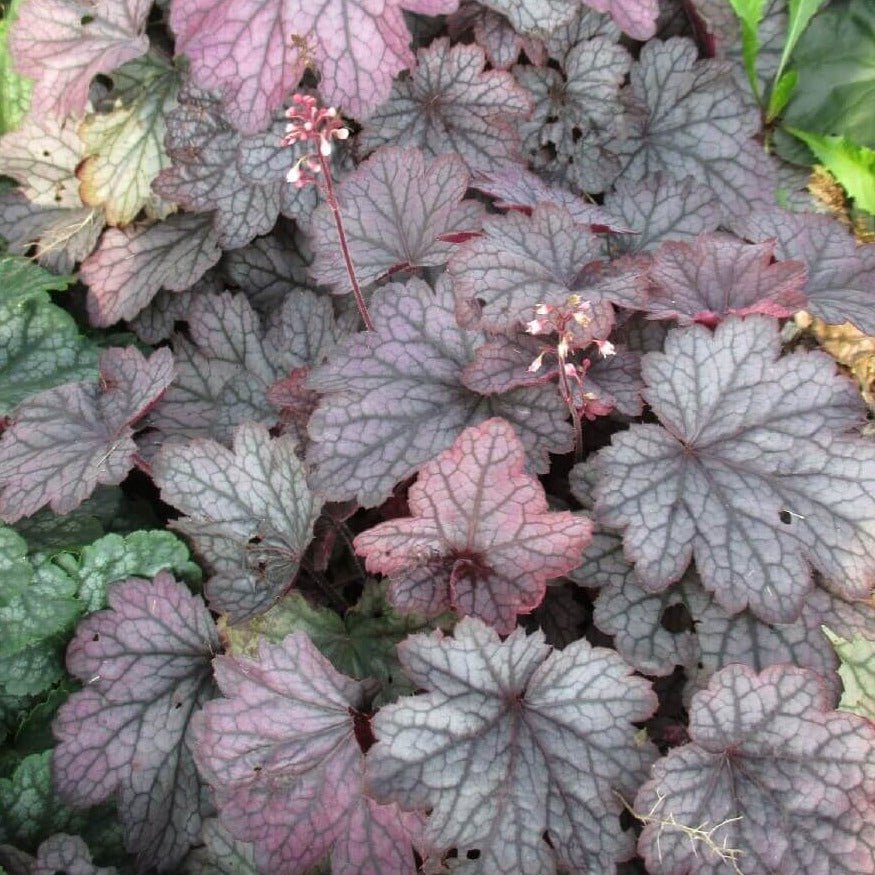 Heuchera : VILLOSA CARNIVAL ROSE GRANITA Perene Superbe