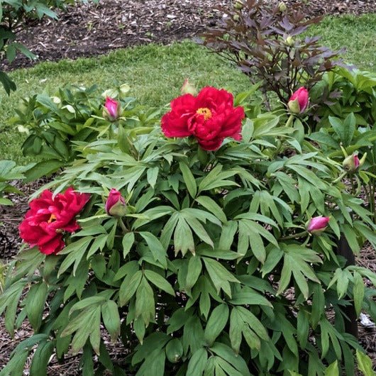 Paeonia suffruticosa : TAIYO Perene Superbe