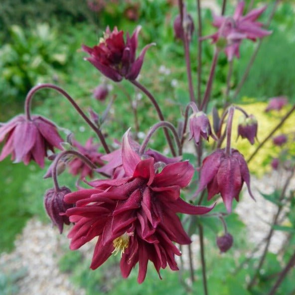Aquilegia vulgaris : RUBY PORT Perene Superbe