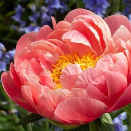 Paeonia lactiflora : CORAL SUNSET Perene Superbe