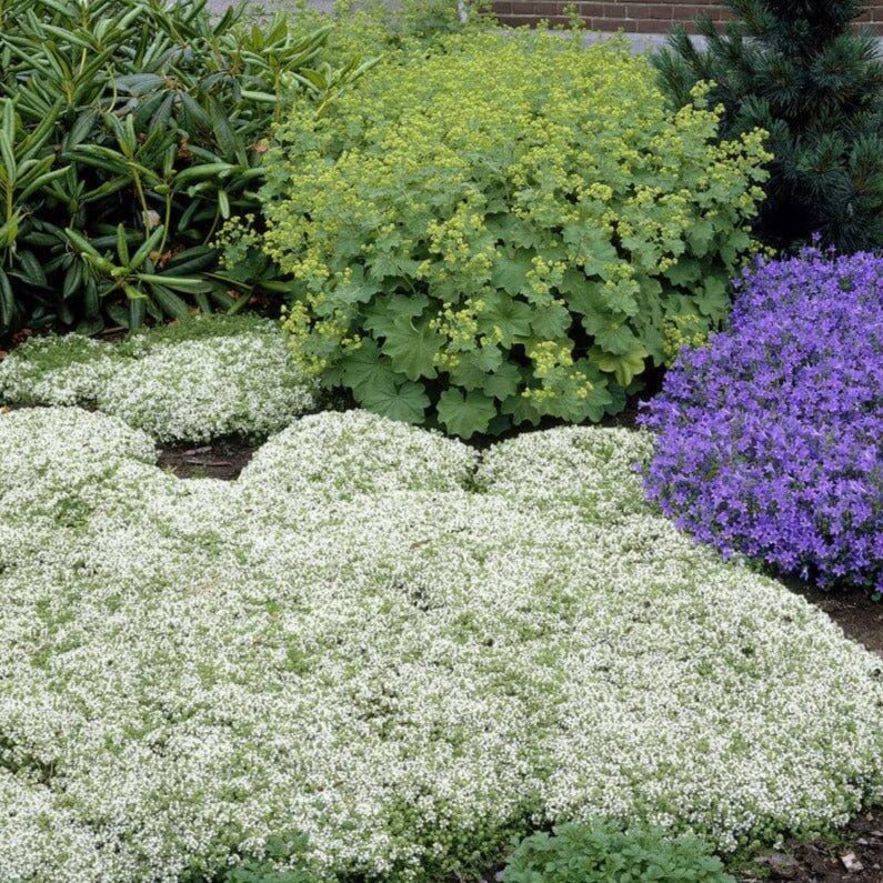 Thymus praecox : WHITE Perene Superbe