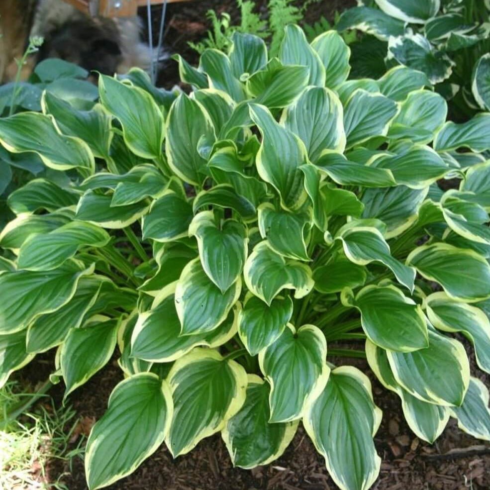Hosta : SO SWEET Perene Superbe