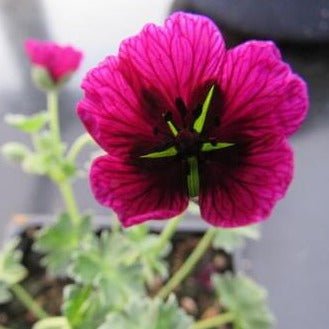 Geranium cinereum : JOLLY JEWEL PURPLE Perene Superbe