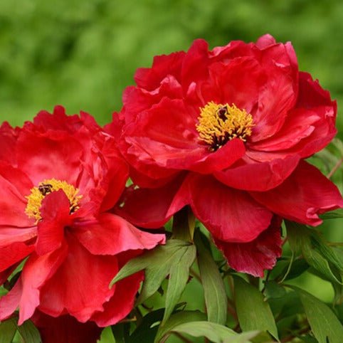 Paeonia suffruticosa : TAIYO Perene Superbe