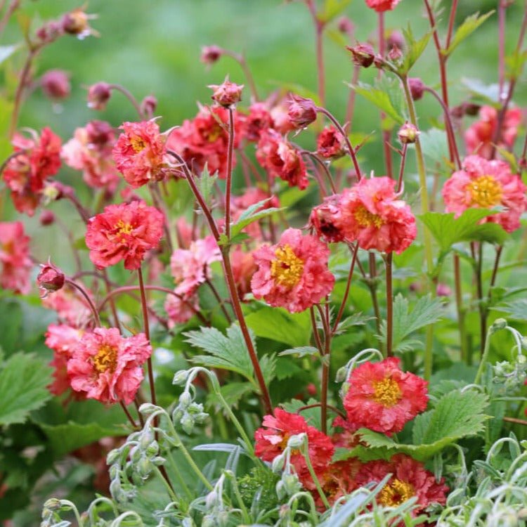 Geum coccineum : BOHEMA PINK Perene Superbe