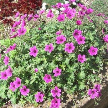 Geranium cinereum : GIUSEPPII Perene Superbe