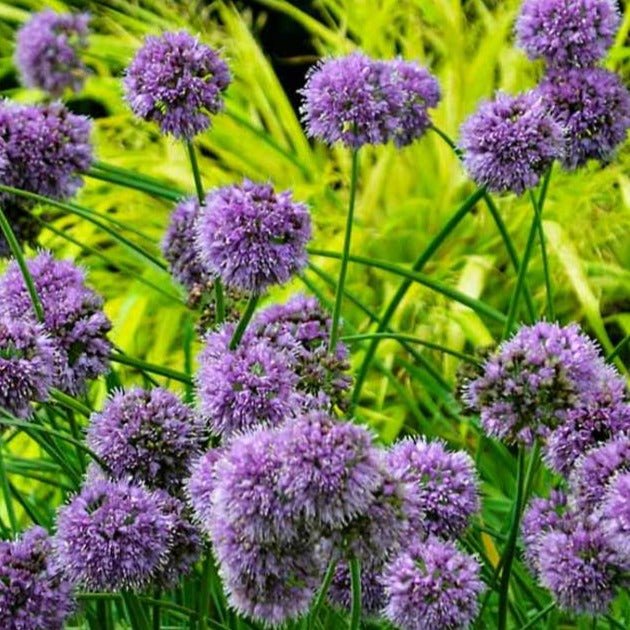 ALLIUM : MEDUSAS HAIR Jardina.eu