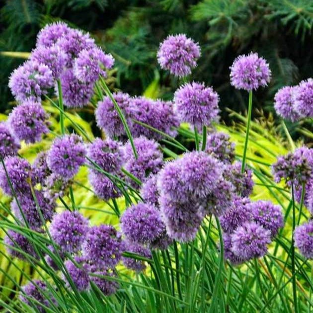 ALLIUM : MEDUSAS HAIR Jardina.eu