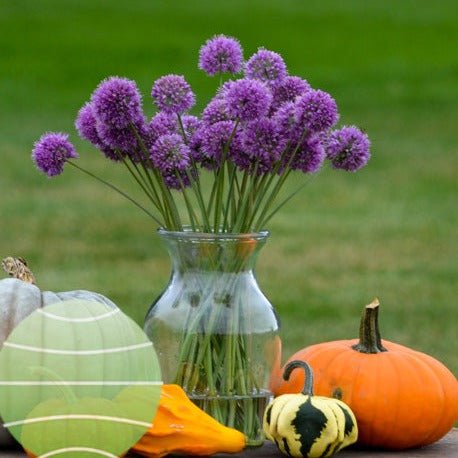 ALLIUM : MEDUSAS HAIR Jardina.eu