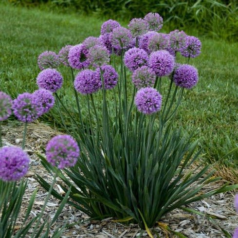 ALLIUM : MEDUSAS HAIR Jardina.eu