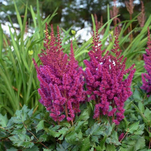 ASTILBE CHINENSIS VISION IN RED Jardina.eu