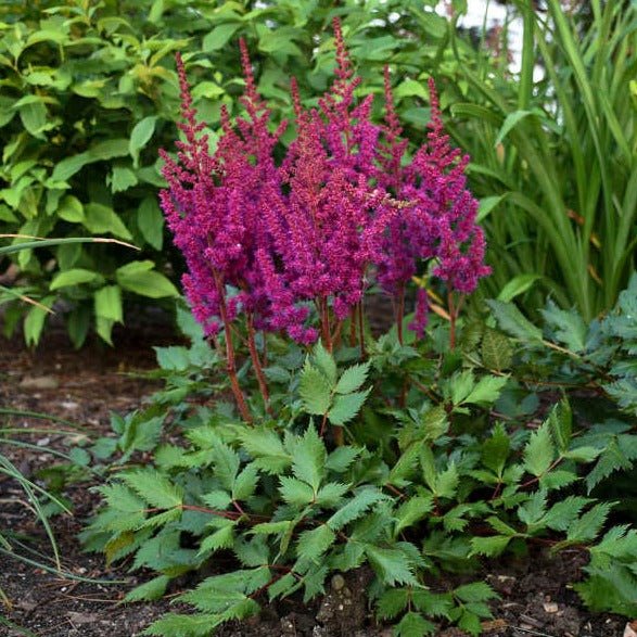 ASTILBE CHINENSIS VISION IN RED Jardina.eu