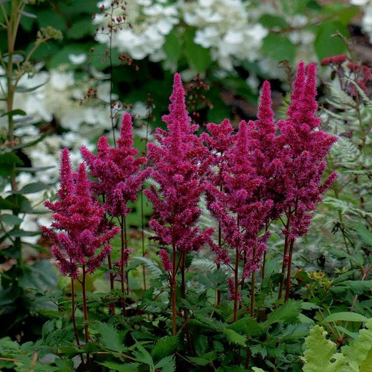 ASTILBE CHINENSIS VISION IN RED Jardina.eu