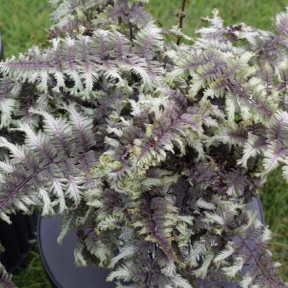 ATHIRIUM CRESTED SURF Jardina.eu