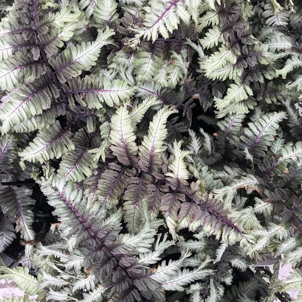 ATHIRIUM CRESTED SURF Jardina.eu