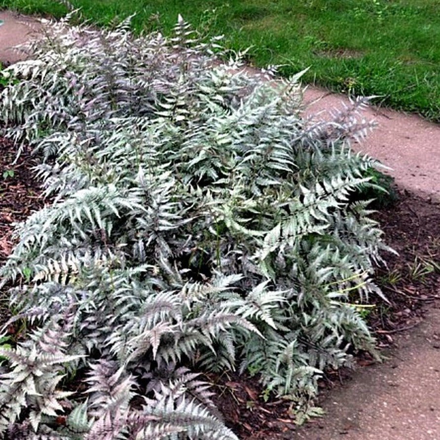 ATHIRIUM CRESTED SURF Jardina.eu