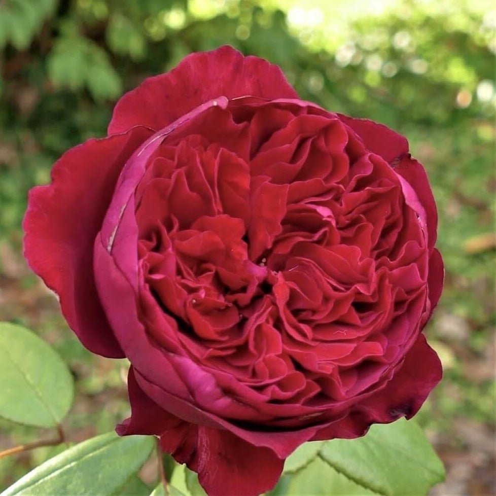 ALAIN SOUCHON Trandafir teahibrid