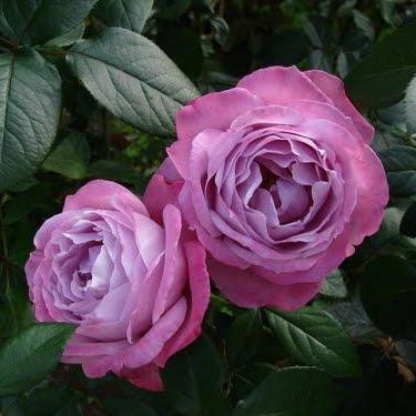 BLUE RIVER Trandafir teahibrid