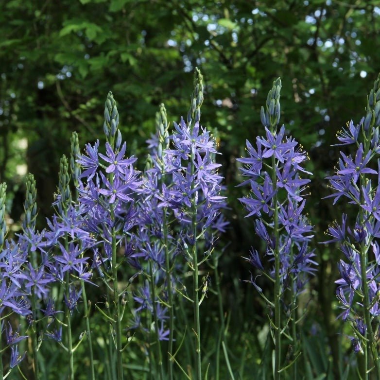 CAMASSIA LEICHTLINII CAERULEA Jardina.eu