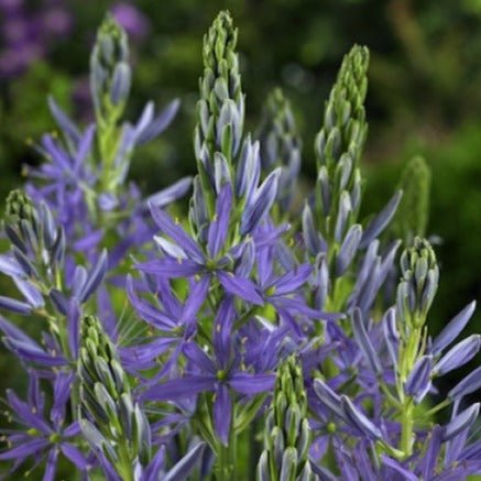 CAMASSIA LEICHTLINII CAERULEA Jardina.eu