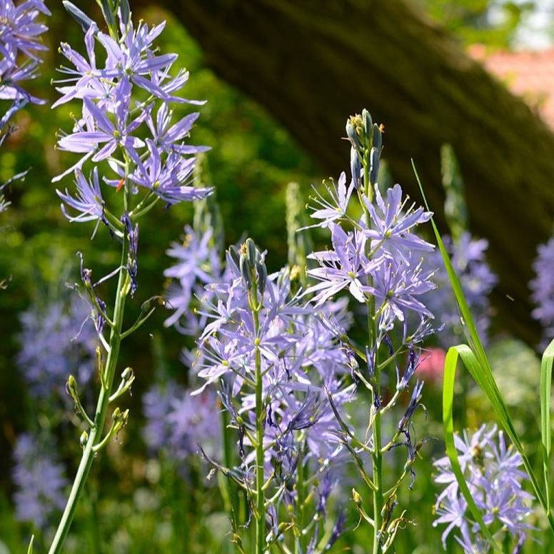 CAMASSIA LEICHTLINII CAERULEA Jardina.eu