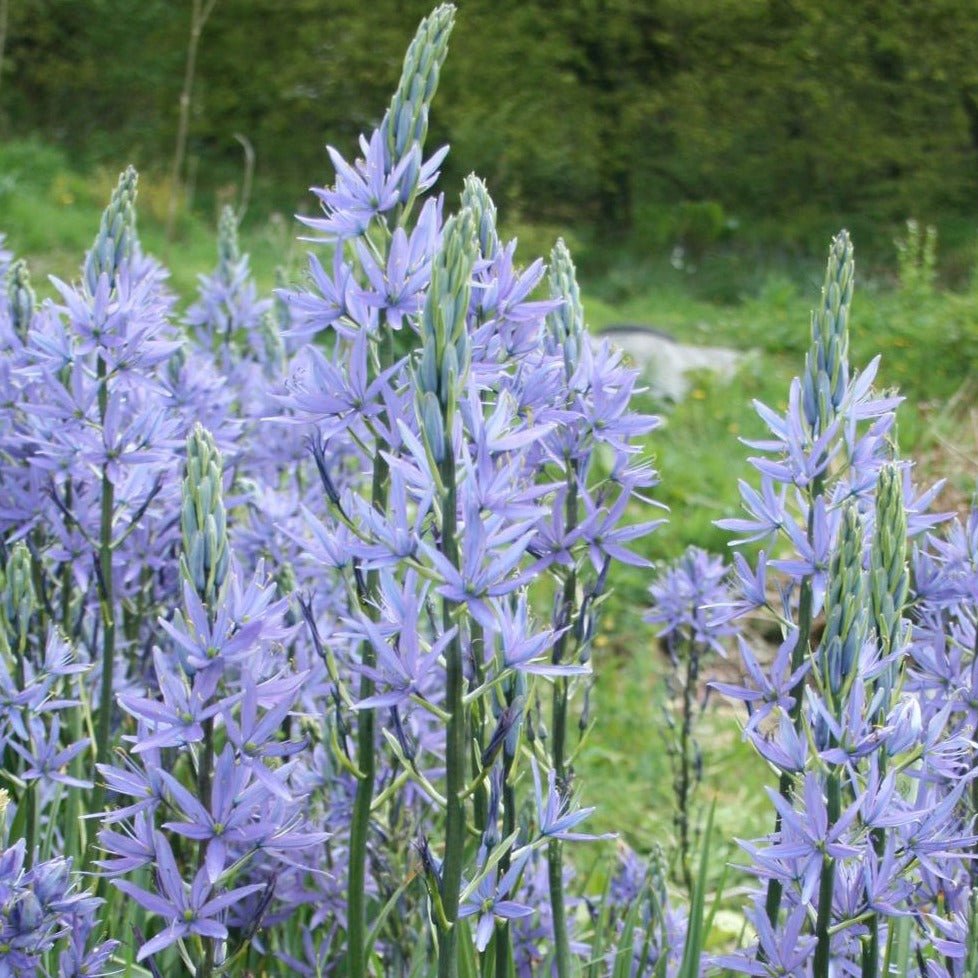 CAMASSIA LEICHTLINII CAERULEA Jardina.eu