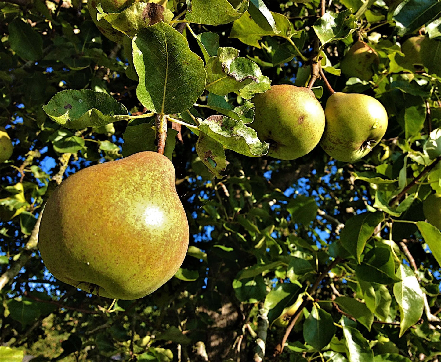 Par CATILLAC Par de anul 2 - coroana proiectata