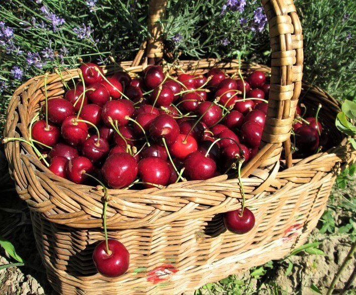 Cires KATALIN Cires de anul 2 - coroana proiectata