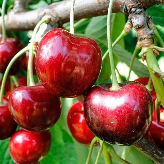 Cires LINDA Cires de anul 2 - tip varga