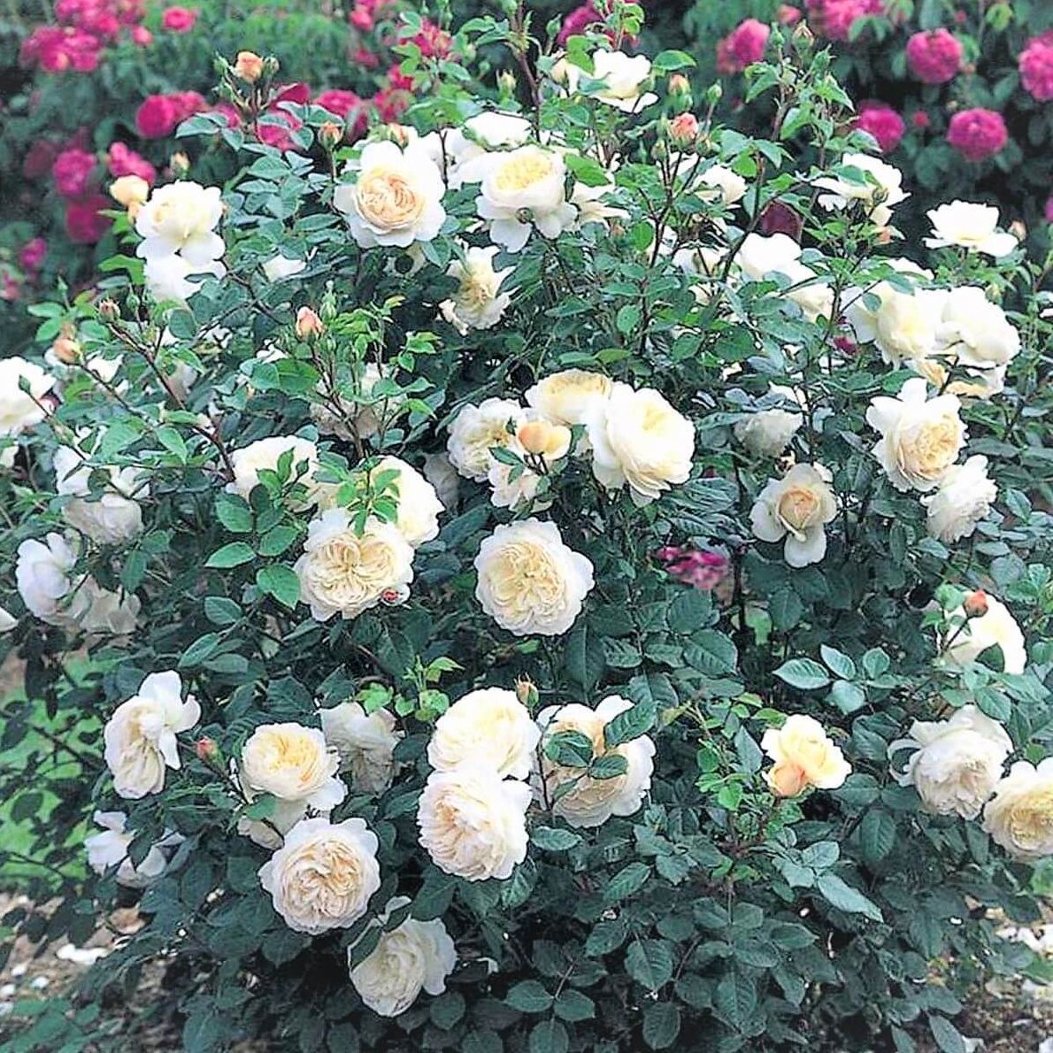 CROCUS Trandafir floribunda