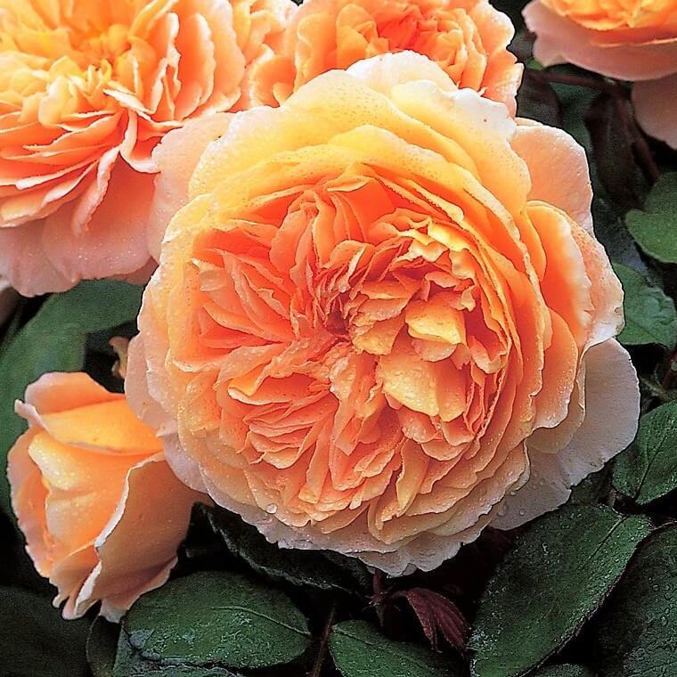 CROWN PRINCESS MARGARETA Trandafir floribunda