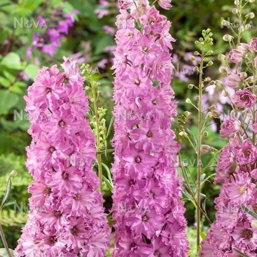 DELPHINIUM DELGENIUS : JULIETTE Jardina.eu