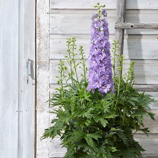 DELPHINIUM DELGENIUS SHELBY Jardina.eu