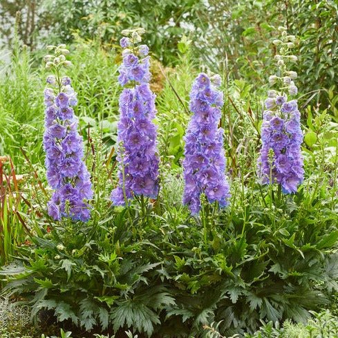 DELPHINIUM DELGENIUS SHELBY Jardina.eu