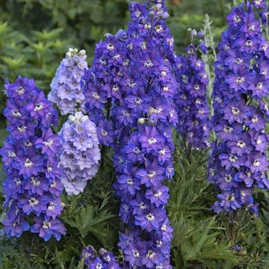 DELPHINIUM DELGENIUS SHELBY Jardina.eu