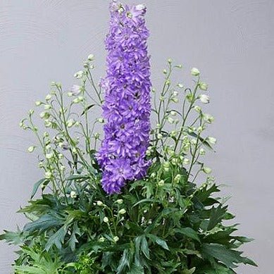 DELPHINIUM DELGENIUS SHELBY Jardina.eu