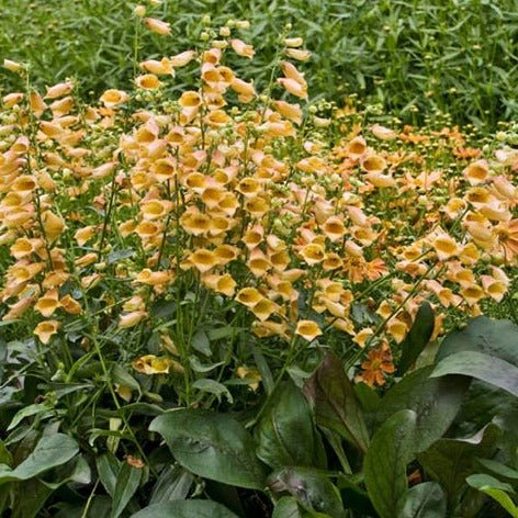 DIGITALIS HYBRID : GOLDCREST Jardina.eu